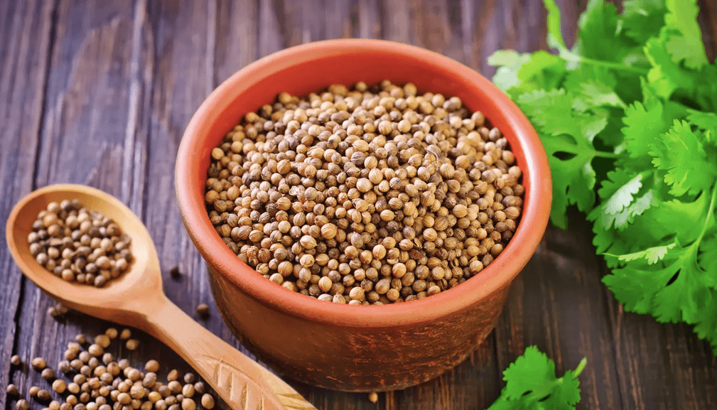 coriander dhaniya Indian Spices